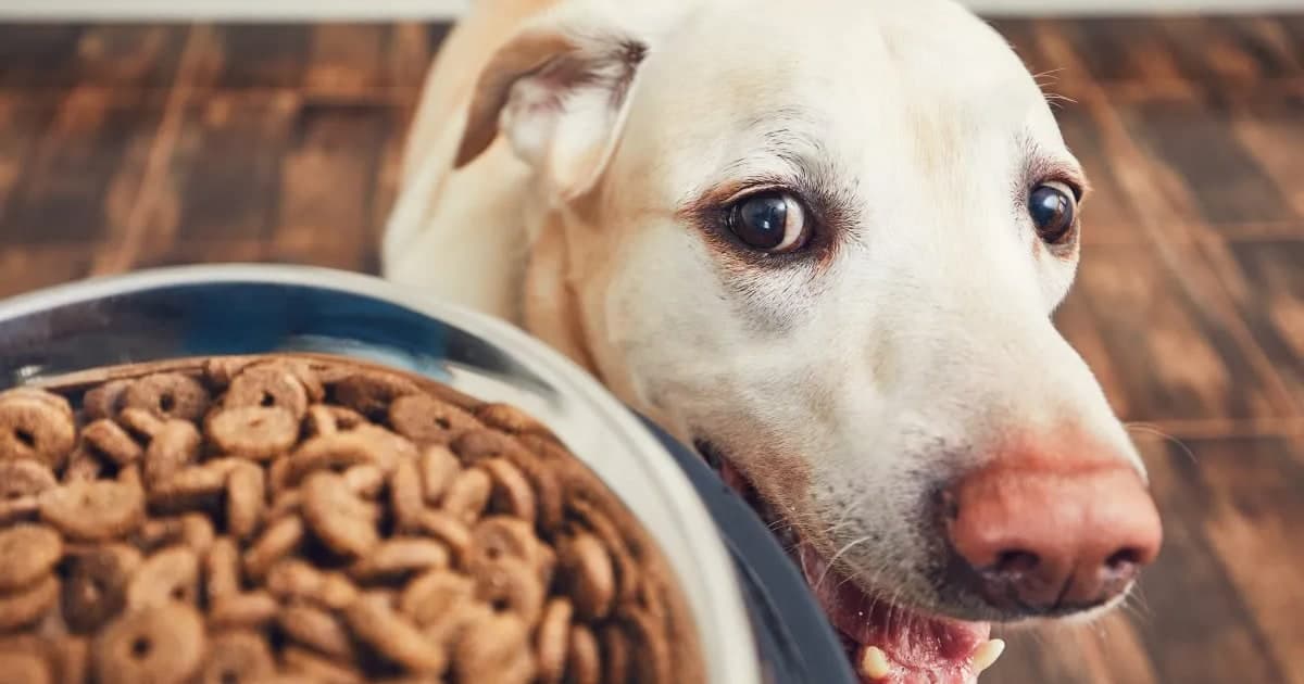 Dogfooding RapidStart Apps